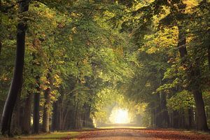 Un bel automne doré