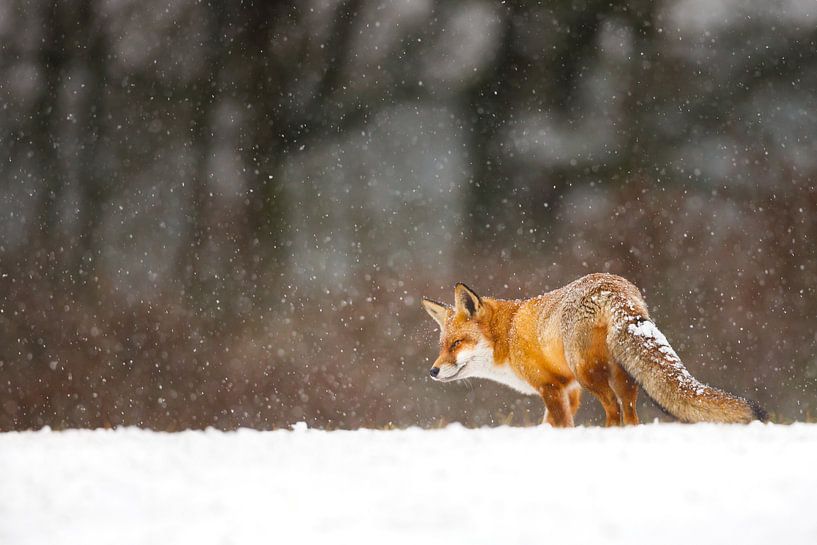 Winter van Pim Leijen