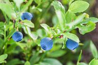 Blauwe bosbessen in Zweeds bos