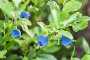 Bilberries in Swedish forest sur Wijnand Loven