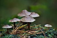 Pilze