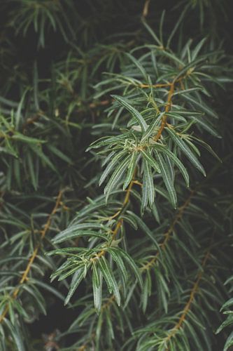 Green Nature by Anne Anceaux