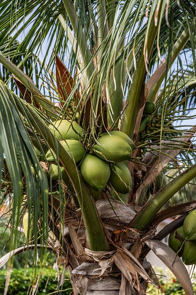 Cocotier des Caraïbes : Calme tropical à Curaçao par Nicole Schmidt