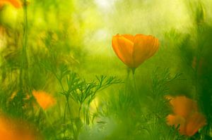 Eschscholzia californica (Mohnblumen)