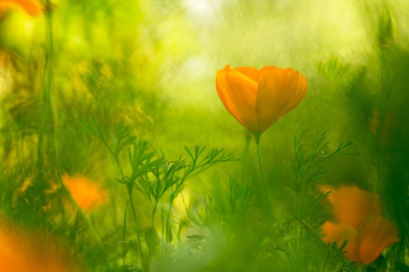 Californian poppies between the vegetation by Birgitte Bergman