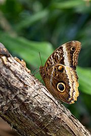 The Owl Butterfly by Fotos by Angelique