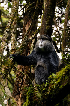 Golden Monkeys of Mgahinga - Gold among greenery