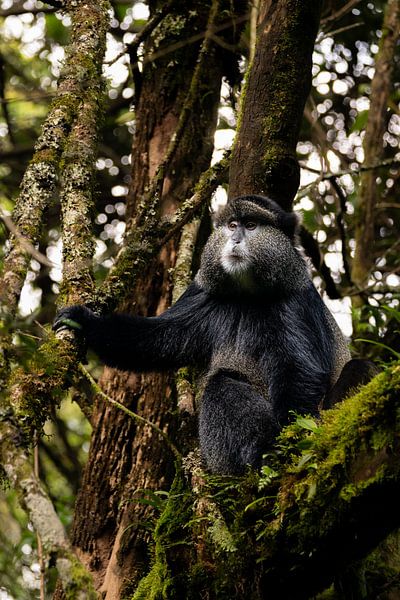 Golden Monkeys of Mgahinga - Gold among greenery by Rick Massar
