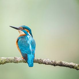 kingfisher by Lia Hulsbeek Brinkman