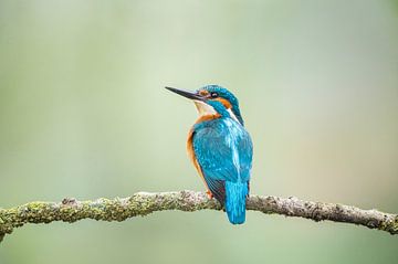 ijsvogel kingfisher van Lia Hulsbeek Brinkman