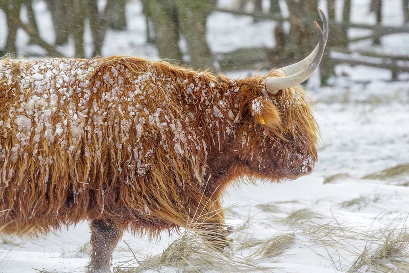 Scottish highlander in the snow by Dirk van Egmond