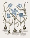 Basilius Besler-Späte weiße Tulpe frühe reiche rote Tulpe et al. von finemasterpiece Miniaturansicht