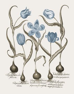 Basilius Besler-Late witte tulp vroeg rijke rode tulp et al.