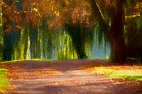 BERLIN Lietzensee - colourful autumn II