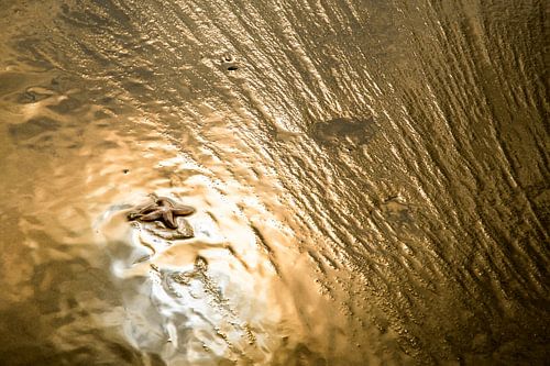 Zeester in gouden zonlicht