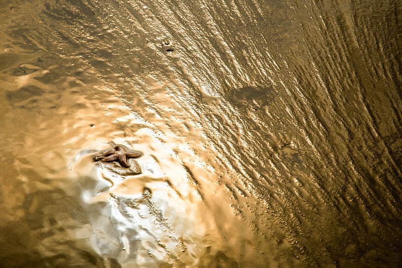 Starfish in golden sunlight by Danny Slijfer Natuurfotografie