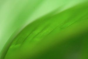 feuille verte en gros plan