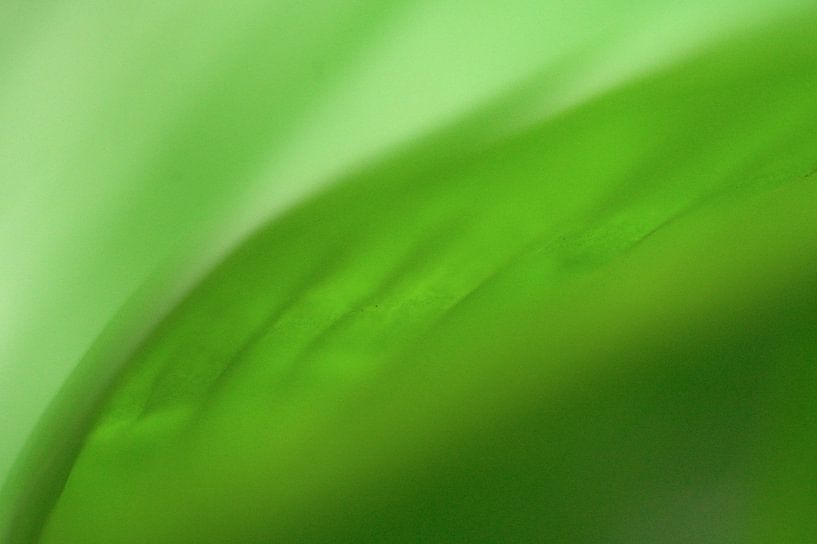 grünes blatt nahaufnahme von Arjan Keers