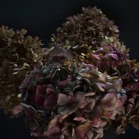 Hortensia