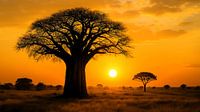 Golden hour panorama at the baobab tree