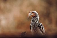 De koninklijke neushoornvogel: Een portret van Afrikaanse elegantie