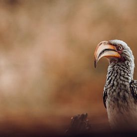De koninklijke neushoornvogel: Een portret van Afrikaanse elegantie van Geke Woudstra