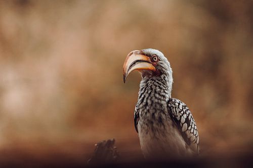 The Regal Hornbill: A Portrait of African Elegance