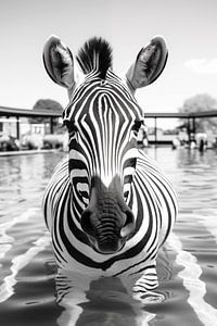 Zebra im Pool von BlackPeonyX