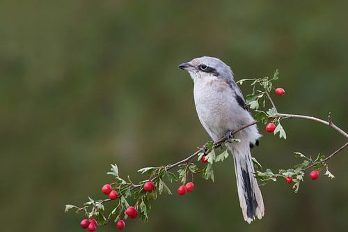 klapekster op tak met besjes
