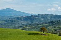 Einsamer Baum auf toskanischem Hügel von Ilya Korzelius Miniaturansicht