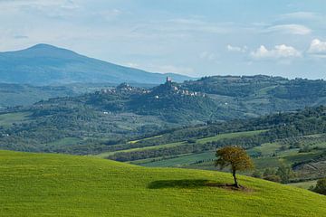 Lonely tree on tuscan hill van Ilya Korzelius