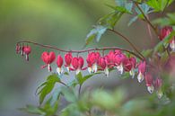 Gebroken hartje (Lamprocapnos spectabilis) - Bleeding heart flower van Eric Wander thumbnail