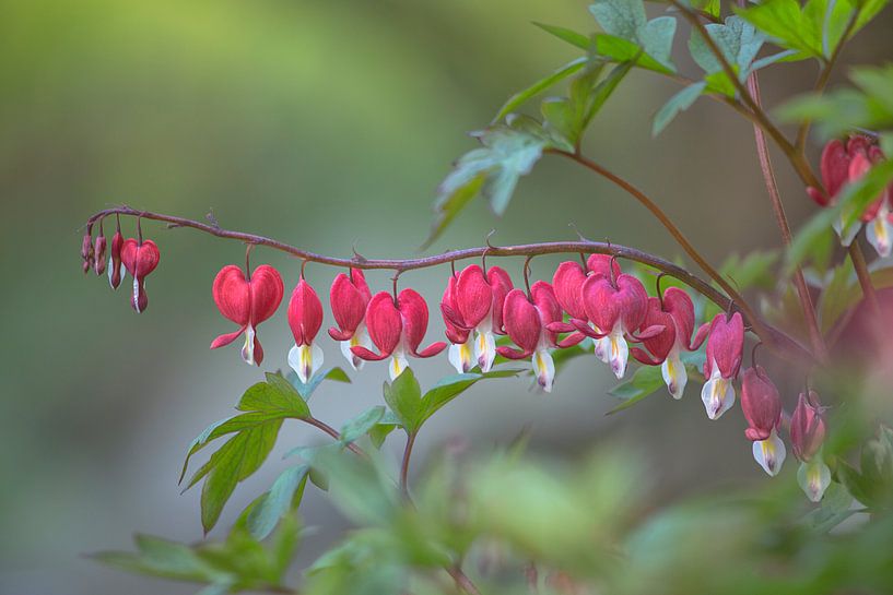 Gebroken hartje (Lamprocapnos spectabilis) - Bleeding heart flower van Eric Wander