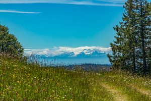 Mountain Meadow
