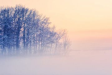 Winter forest in the evening mist by Nicc Koch