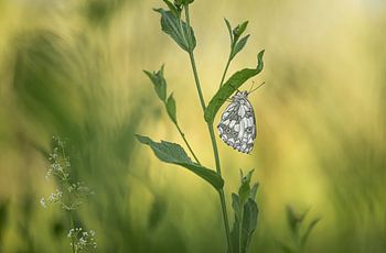 Zwart en wit in groen en geel