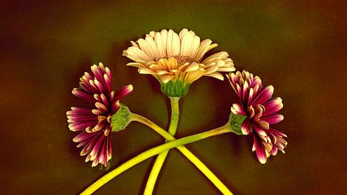 Stilleven Bloem op achtergrond