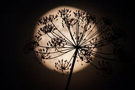 Full Moon fever #2 van Dennis Claessens