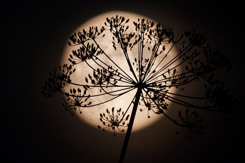 Full Moon fever #2 von Dennis Claessens