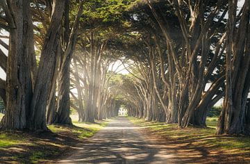 Cypress Tree Tunnel