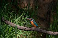 Alcedo Atthis / Kingfisher by Martin de Bock thumbnail