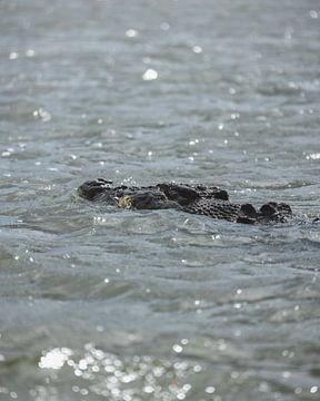 Duurzame Ontmoetingen: Eco Krokodillen Tour van Ken Tempelers