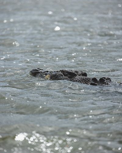 Rencontres durables : Circuit éco-crocodile