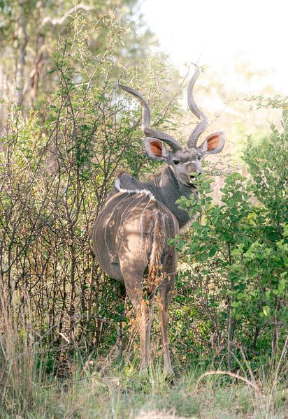Kudu in der Wildnis | Reisefotografie | Südafrika von Sanne Dost