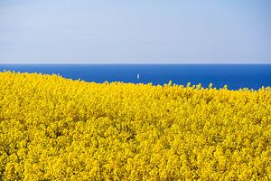 View to the Baltic Sea with canola field van Rico Ködder