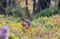 Eichhörnchen in Herbstfarben von Merijn Loch Miniaturansicht