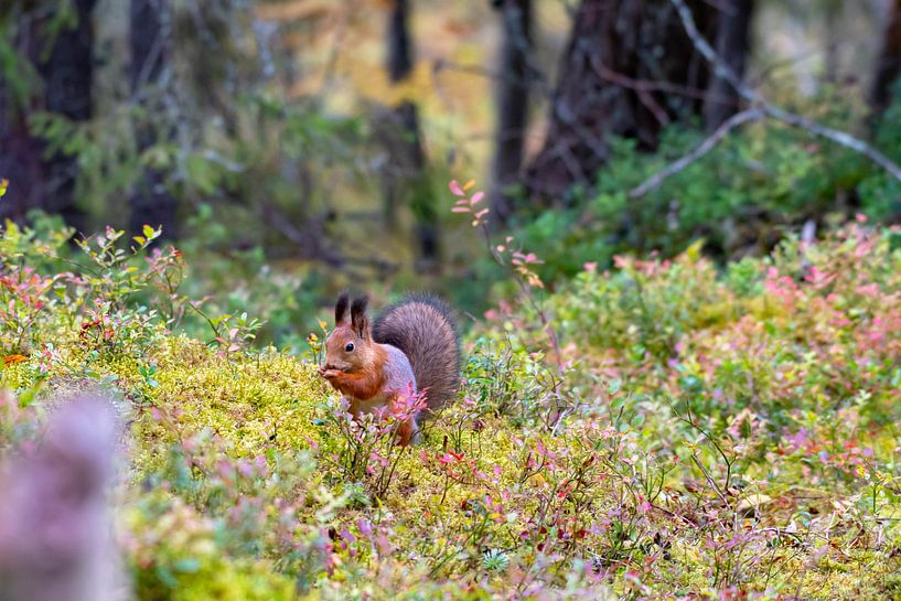 Eichhörnchen in Herbstfarben von Merijn Loch