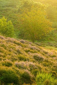 Sudden warmth van John Goossens Photography