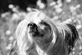 CHIENS 7 sur Miroslav Ptacek