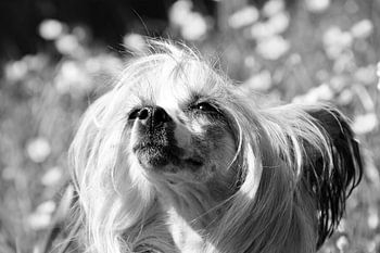 HUNDE 7